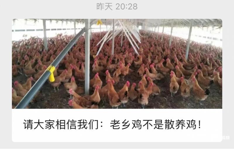 被质疑以散养鸡为噱头欺骗消费者，老乡鸡回应：鸡确实非散养