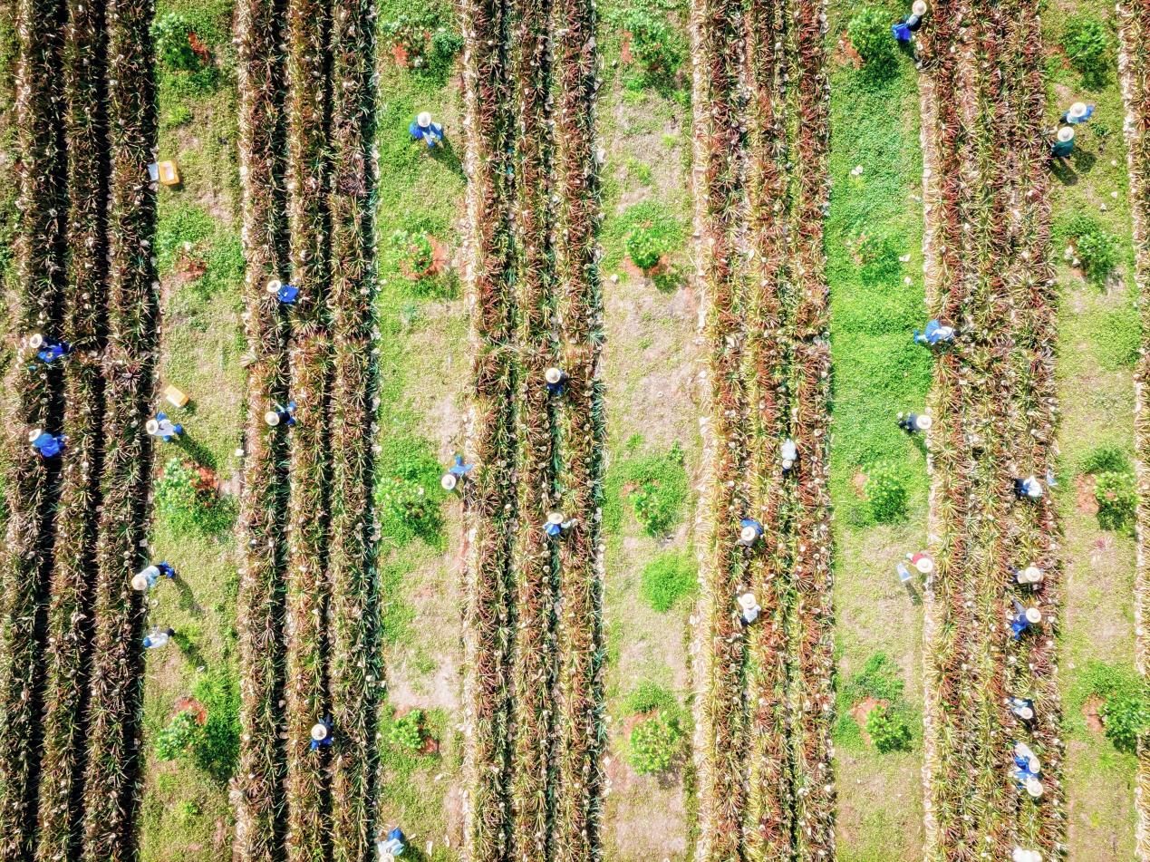 “海南鲜品”联合百果园发起食安公益倡议源头共建凤梨品质防线(图1)